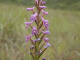 Disa stachyoides flowers